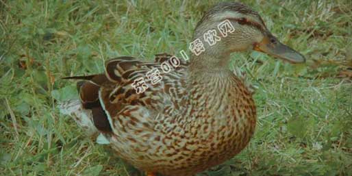 東營(yíng)001餐飲網(wǎng)